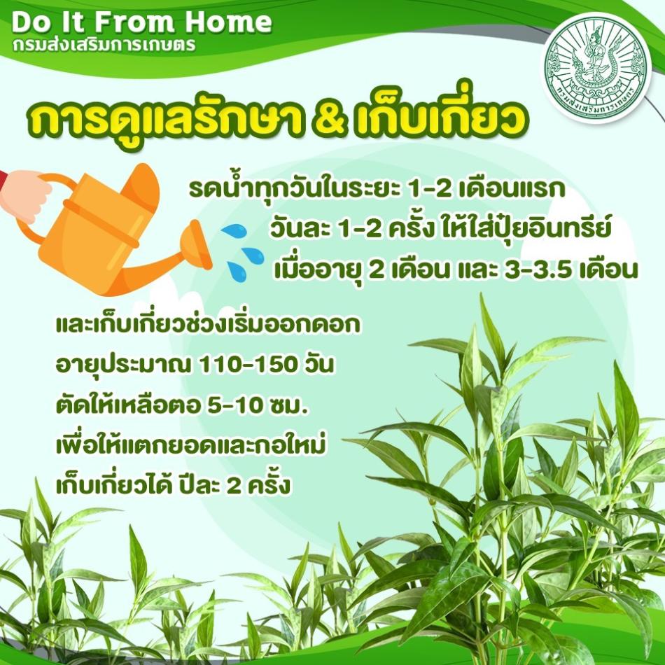 โครงการส่งเสริมการใช้สมุนไพรไทย ด้านภัยโควิด 19